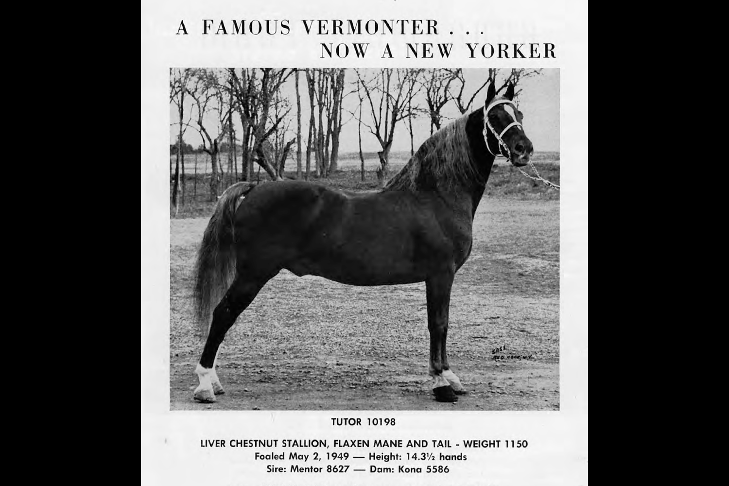 An Equestrian Center — Morgan horse farm