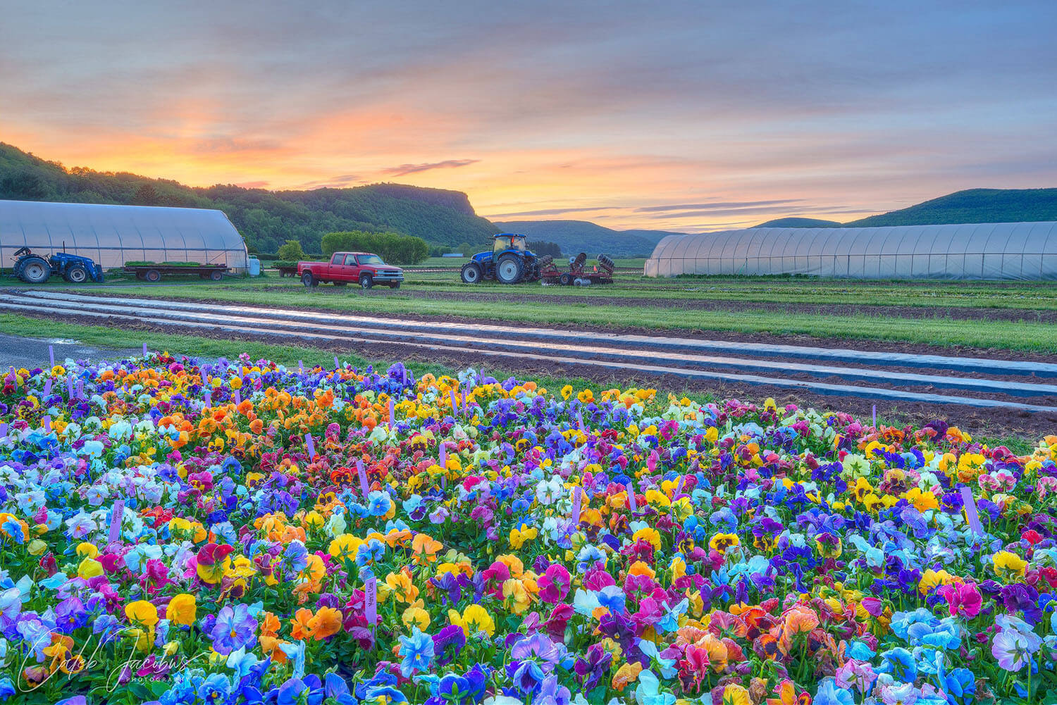 Fields of Pansies and Farmland, Schoharie County, NY